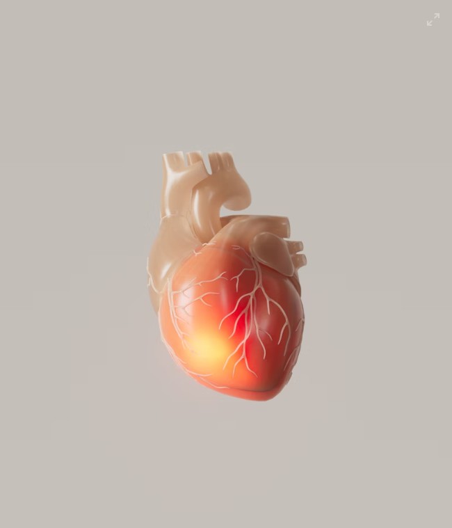 Heart